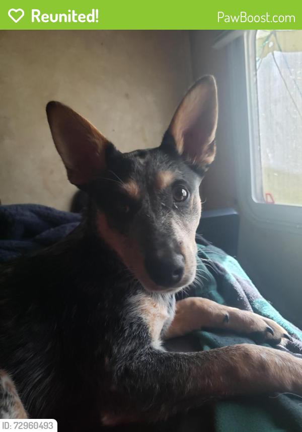 Reunited Female Dog last seen Columbia , Olympia, WA 98501