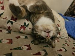 Reunited Female Cat last seen Near Wilkins Rd Bryn Mawr 15221, Pittsburgh, PA 15221