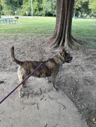 Reunited Female Dog last seen Corner of Steele rd and macksmith road went into the wood at the roundabout toward the woods, Rossville, GA 30741