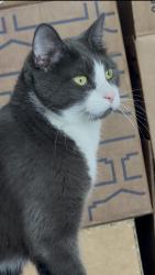Reunited Male Cat last seen Near Mountain View high school and sandlebrook cndmniums and lees marketplace , Herriman, UT 84096