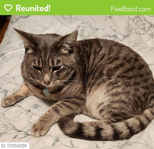 Reunited Male Cat last seen Near se 80th ave, Portland, OR 97206