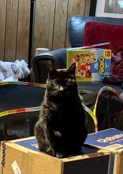 Reunited Female Cat last seen Forks Elementary School , Easton, PA 18040