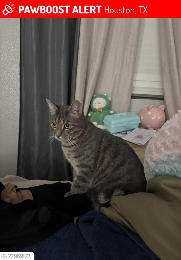 Lost Female Cat last seen Imperial valle , Houston, TX 77060