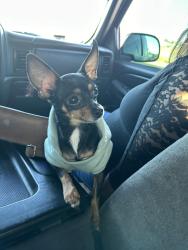Lost Male Dog last seen Belmont and Las Vegas blvd, North Las Vegas, NV 89030