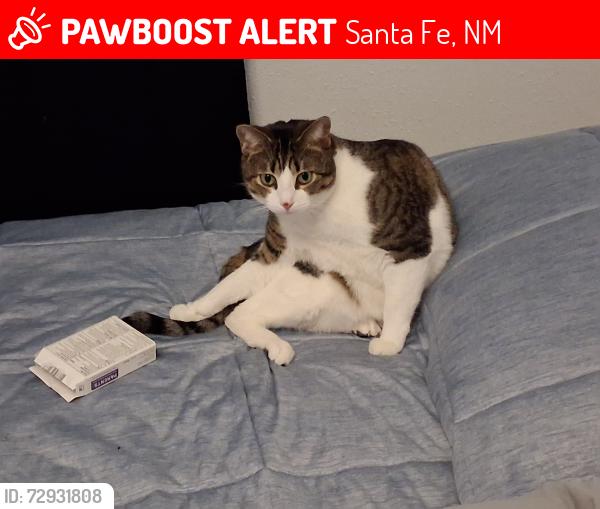 Lost Female Cat last seen Agua Fria Rd, and Maez Rd., Santa Fe, NM 87507