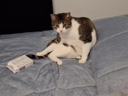 Lost Female Cat last seen Agua Fria Rd, and Maez Rd., Santa Fe, NM 87507