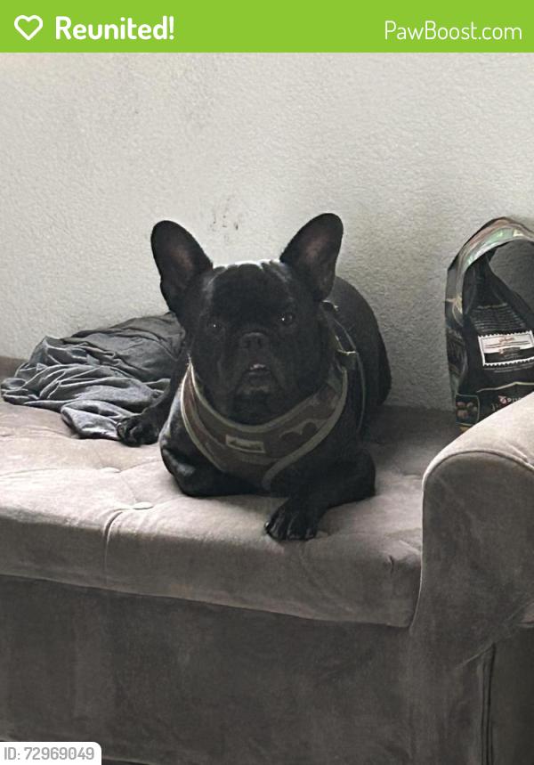 Reunited Male Dog last seen Broadway and G streets, Chula Vista, CA 91910