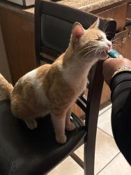 Reunited Male Cat last seen McLaughlin Ave, San Jose, CA 95122
