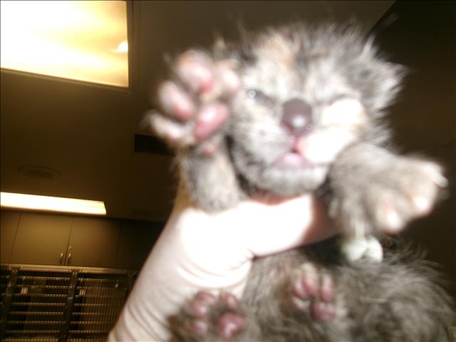 Shelter Stray Female Cat last seen , Los Angeles, CA 91405