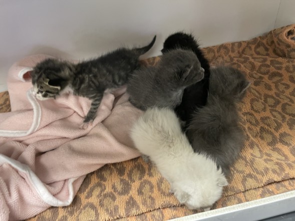 Shelter Stray Female Cat last seen , Los Angeles, CA 91405