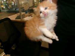 Shelter Stray Male Cat last seen , Los Angeles, CA 91405