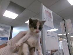 Shelter Stray Female Cat last seen , Los Angeles, CA 91405
