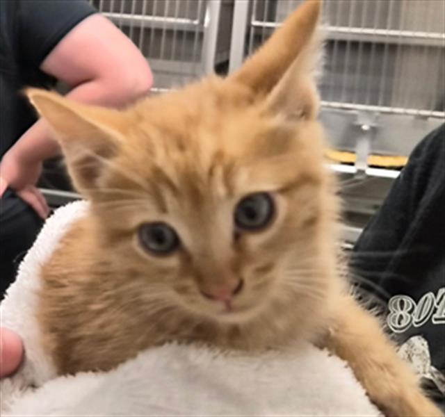 Shelter Stray Male Cat last seen FOUND ON PROPERTY, Lake Isabella, CA 93240