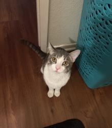 Found/Stray Male Cat last seen Strathern st and Vineland ave, Los Angeles, CA 91352