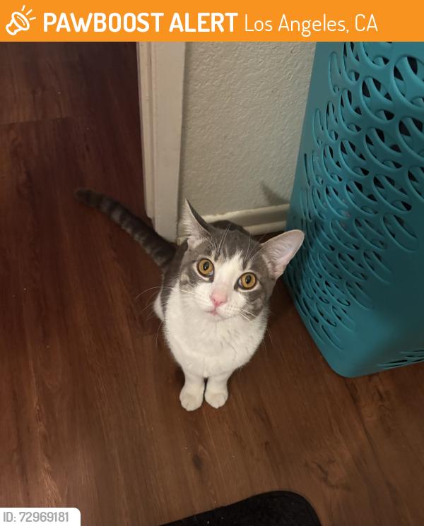 Found/Stray Male Cat last seen Strathern st and Vineland ave, Los Angeles, CA 91352