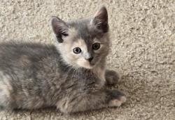Shelter Stray Female Cat last seen CHARLOTTE, 8315 Byrum Dr, Charlotte, NC 28217, USA