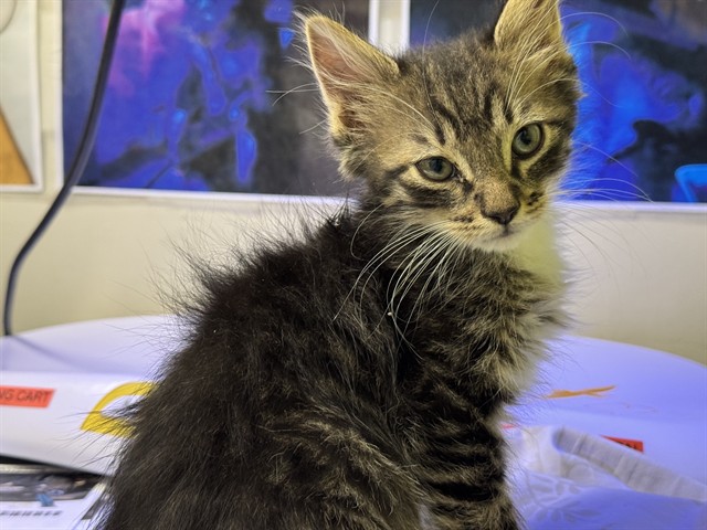 Shelter Stray Male Cat last seen Near BLOCK HOLLYWOOD DR, PUEBLO CO 81005, Pueblo, CO 81008
