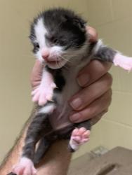 Shelter Stray Female Cat last seen YREKA AVE & 27TH ST, 2127 Front St, Sacramento, CA 95818, USA