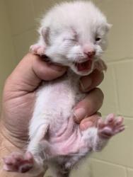 Shelter Stray Female Cat last seen YREKA AVE & 27TH ST, 2127 Front St, Sacramento, CA 95818, USA