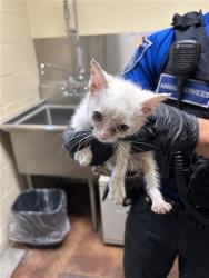 Shelter Stray Male Cat last seen EDGEWATER RD & BAY DR, 2127 Front St, Sacramento, CA 95818, USA