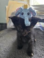 Shelter Stray Female Cat last seen Near BLOCK STARR ST, Jacksonville, FL 32204