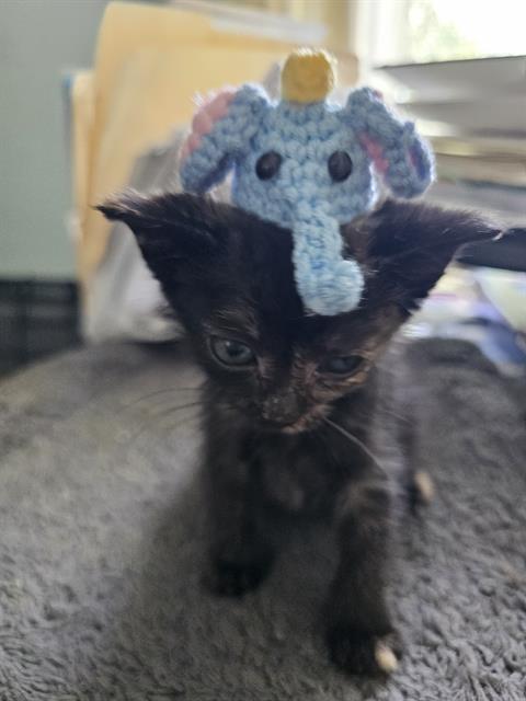 Shelter Stray Female Cat last seen Near BLOCK STARR ST, Jacksonville, FL 32204