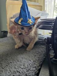 Shelter Stray Male Cat last seen Near BLOCK STARR ST, Jacksonville, FL 32204