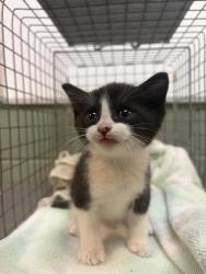 Shelter Stray Male Cat last seen FOSTER RETURN FOR PANLEUKOPENIA TX, Jacksonville, FL 32204