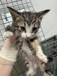 Shelter Stray Male Cat last seen , Jacksonville, FL 32204