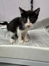 Shelter Stray Male Cat last seen BEACH BLVD, Jacksonville, FL 32204