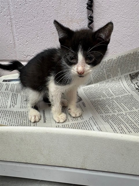 Shelter Stray Male Cat last seen BEACH BLVD, Jacksonville, FL 32204
