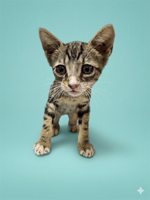 Shelter Stray Male Cat last seen Near BLOCK SILVER OAK DRIVE, Jacksonville, FL 32204