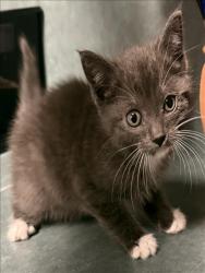 Shelter Stray Female Cat last seen , Chatsworth, CA 91311