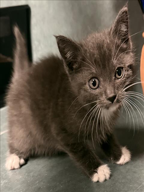 Shelter Stray Female Cat last seen , Chatsworth, CA 91311