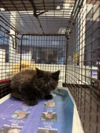 Shelter Stray Male Cat last seen , Chatsworth, CA 91311