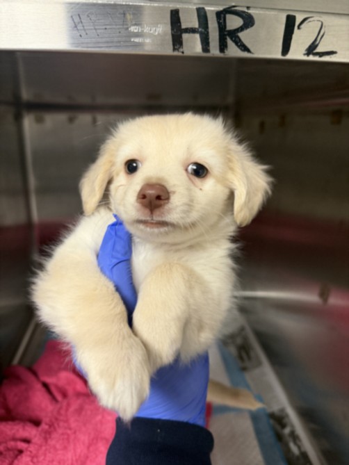 Shelter Stray Female Dog last seen , Chatsworth, CA 91311
