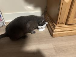 Reunited Male Cat last seen Bahama Rd & Ball Rd, Bahama, NC, Durham County, NC 27503