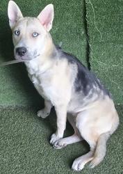 Shelter Stray Male Dog last seen , Quartz Hill, CA 93536