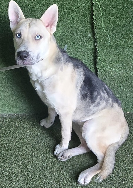 Shelter Stray Male Dog last seen , Quartz Hill, CA 93536