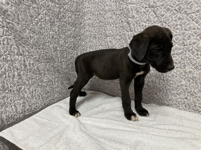 Shelter Stray Female Dog last seen , Quartz Hill, CA 93536
