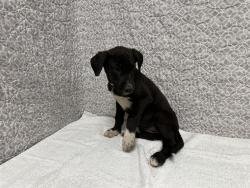 Shelter Stray Female Dog last seen , Quartz Hill, CA 93536