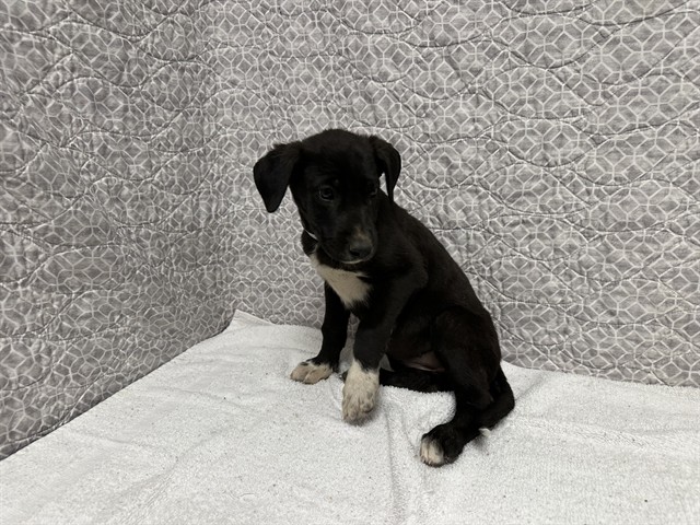 Shelter Stray Female Dog last seen , Quartz Hill, CA 93536