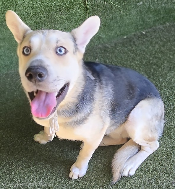 Shelter Stray Male Dog last seen , Quartz Hill, CA 93536