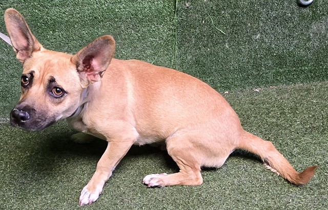 Shelter Stray Female Dog last seen , Quartz Hill, CA 93536