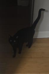 Reunited Male Cat last seen Broadway and Roscoe, Chicago, IL 60657