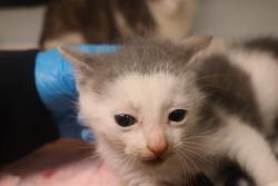Shelter Stray Male Cat last seen Near BLOCK FOXRUN DR, Columbia, SC 29209