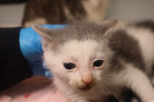 Shelter Stray Male Cat last seen Near BLOCK FOXRUN DR, Columbia, SC 29209