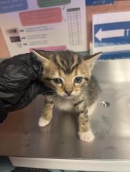 Shelter Stray Female Cat last seen Near BLOCK PAPERBARK CT, Columbia, SC 29209