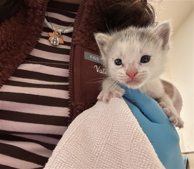 Shelter Stray Male Cat last seen Near BLOCK CROSS RIVER DR, JURUPA VALLEY CA 92509, 6851 Van Buren Boulevard, Jurupa Valley, CA 92509, USA