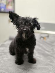 Found/Stray Unknown Dog last seen Peyton & Woodview CHINO HILLS CA, Chino Hills, CA 91709